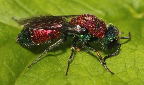 Réf. 345 541 : Chrysis viridula
